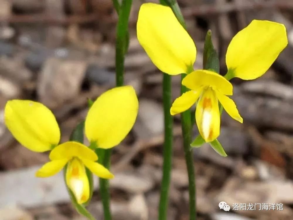 是在"欺骗"小蜜蜂然而它并没有蜜吸引小蜜蜂采蜜那是在模仿豆科植物的