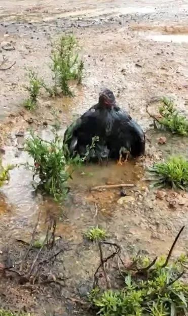 大雨中母鸡用身体为小鸡挡雨走红网友纷纷泪目