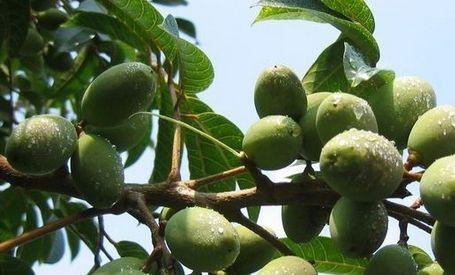 霍霍巴籽油的化学分子排列和人类的皮脂非常类似,极容