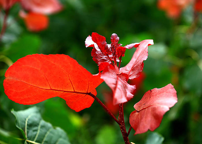 说一说冠红杨的市场前景