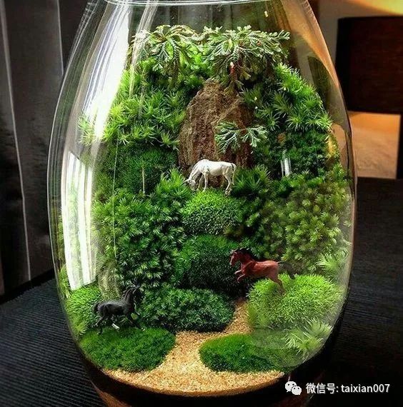 世界顶级苔藓微景观造景学了就是自己的