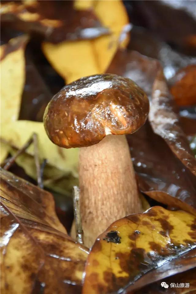 背上小背篓带上小锄头到山林中采野生菌去