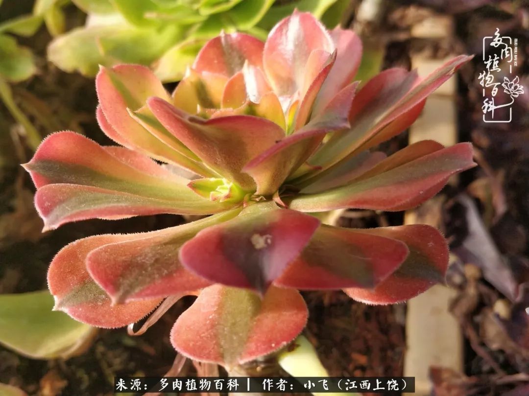 多肉法师新品介绍维娜法师韶羞法师的锦斑变异品种