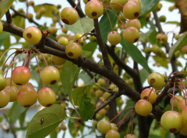 农村常见的一种野果外形似迷你版苹果可惜城里人只能花钱买