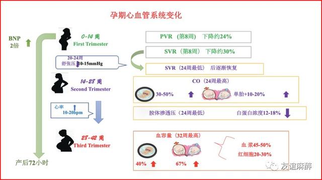 基於國內外共識指南妊娠合併心臟病孕期生理變化及術前評估