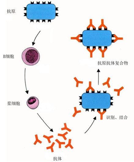 免疫球蛋白中的"精英"药物领域的新锐——单抗_抗体