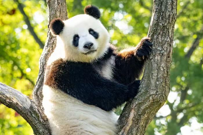 德国柏林动物园大熊猫梦梦有可能已怀孕
