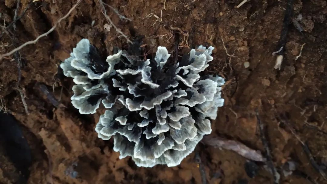 08企鹅酱"姜疙瘩"蔡叔叫它"姜疙瘩"的黄硬皮马勃,据说切片油炸着吃