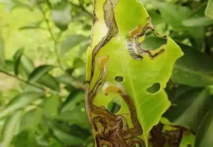 原创柑橘秋梢期潜叶蛾严重推荐农民几个杀虫剂轻松搞定