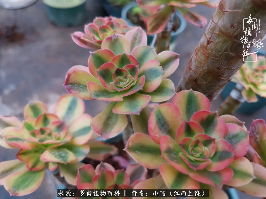 多肉法师新品介绍维娜法师韶羞法师的锦斑变异品种