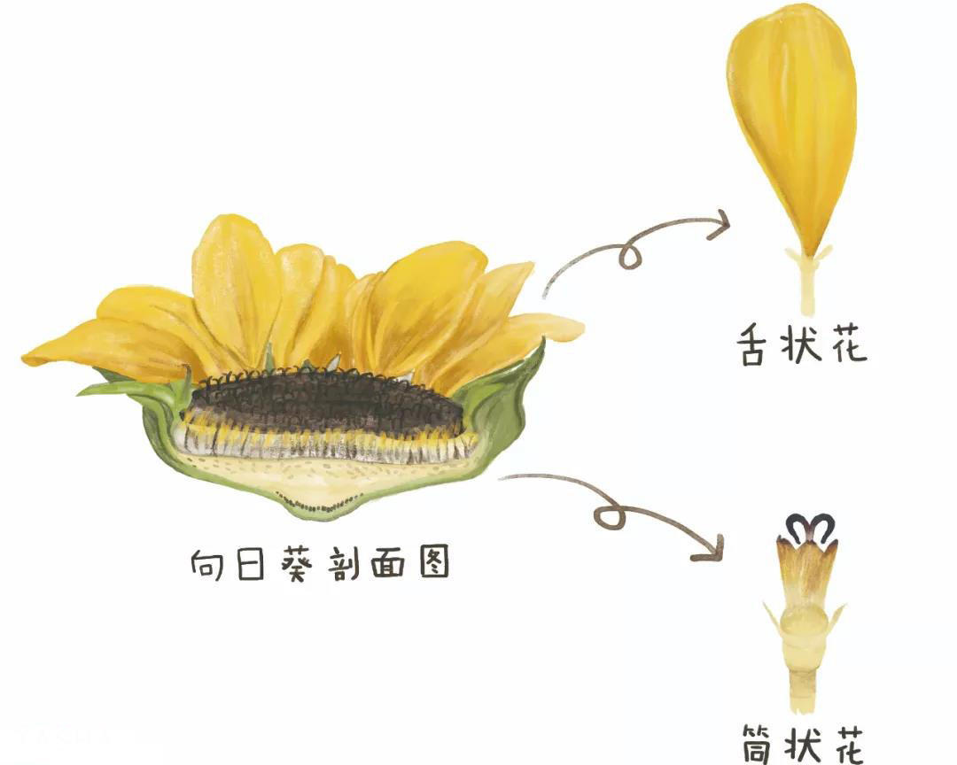 向日葵种子结构图片