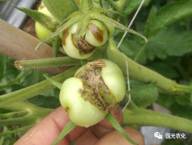 技术有硼至远方来番茄不亦乐乎