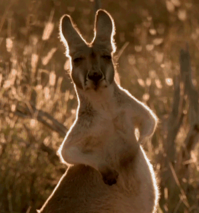 偏侧咀嚼造成的大小脸能恢复吗