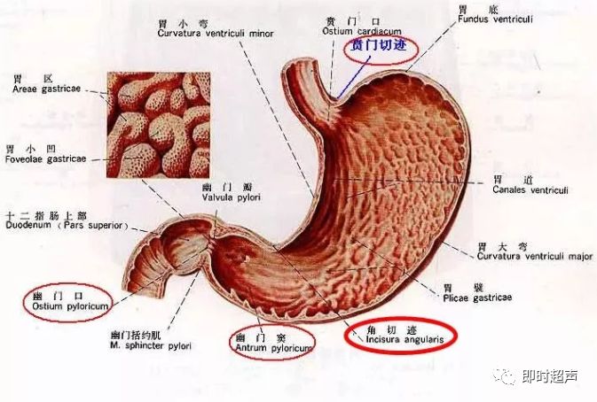 十二指肠分部图片