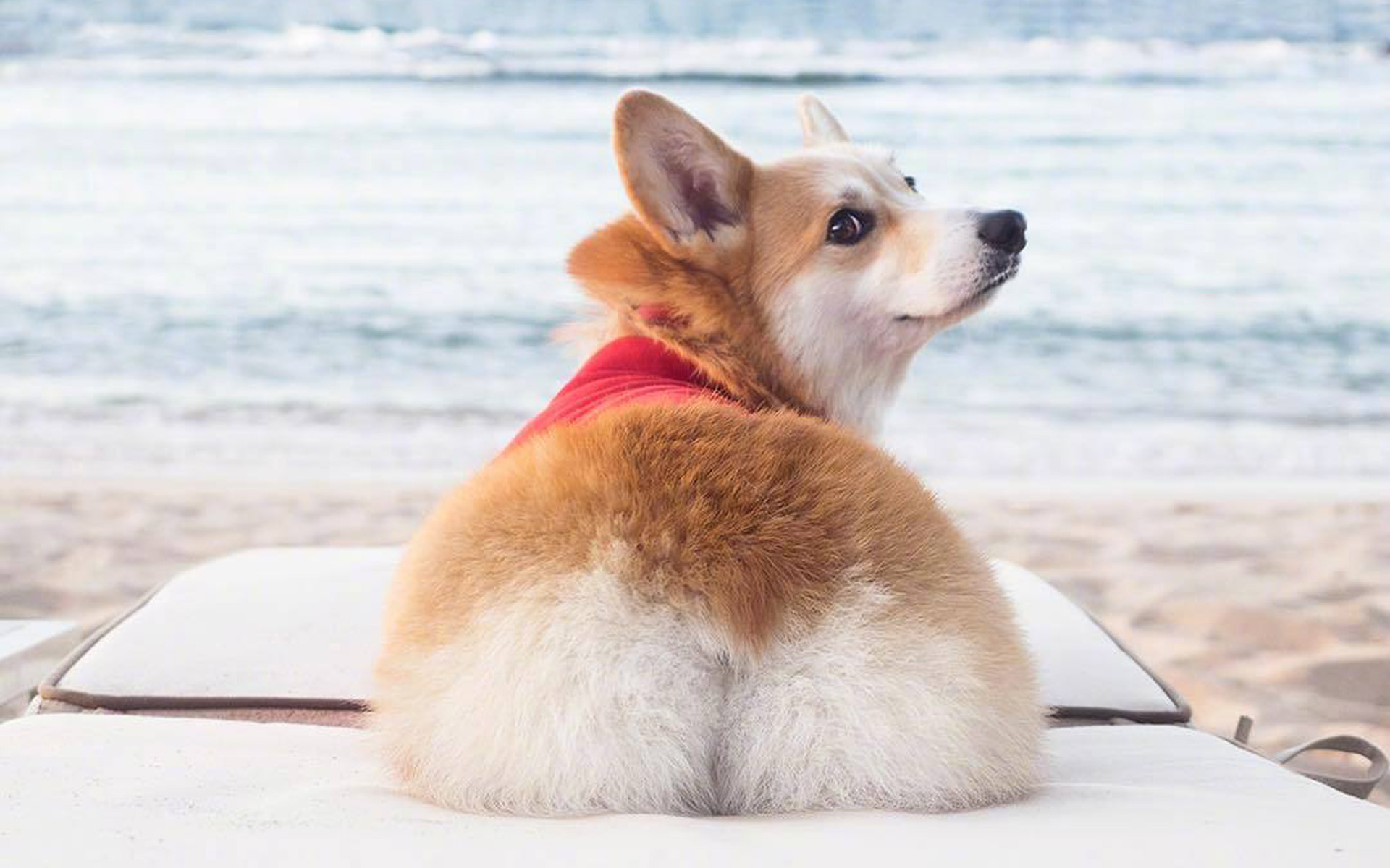 柯基外号电臀小王子是天生没尾巴吗带你了解柯基断尾由来