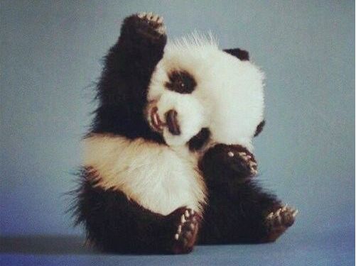 识骨寻宗大熊猫小熊猫傻傻分不清楚