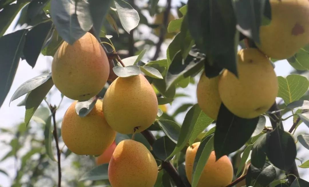 特色农业无量寺乡贵妃红梨大丰收