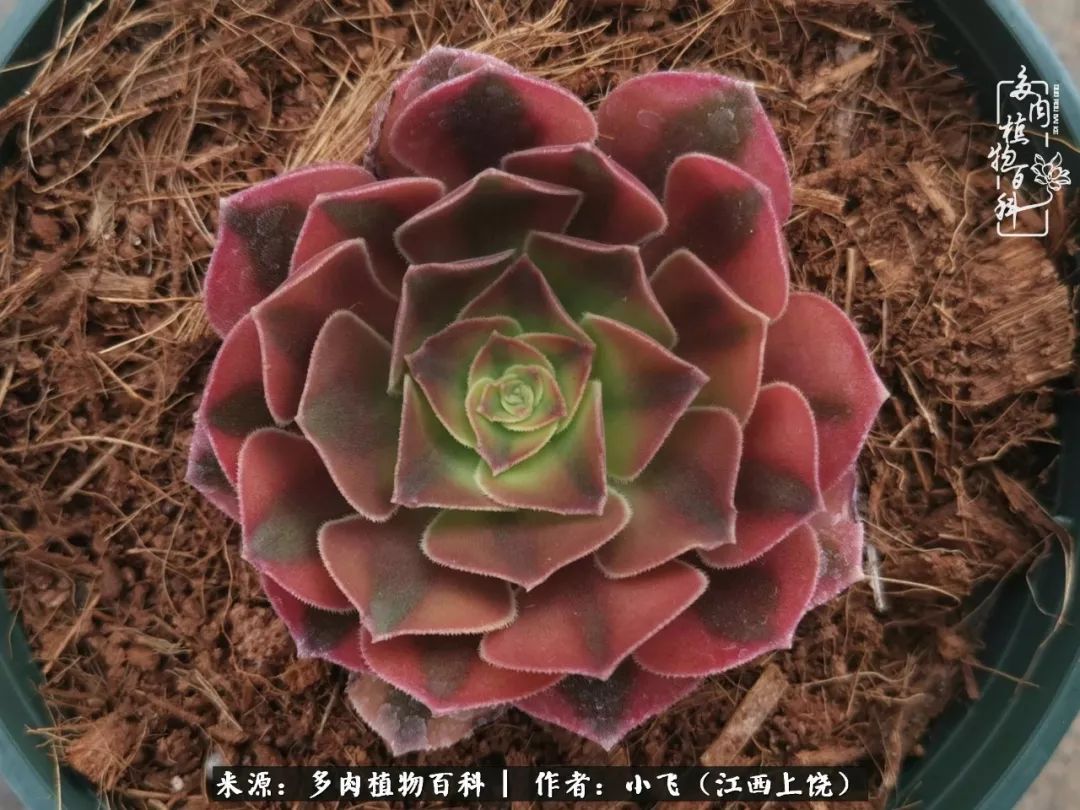 多肉法师新品介绍维娜法师韶羞法师的锦斑变异品种