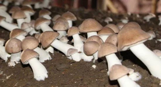 小蘑菇撑起致富伞江西付小华发展食用菌产业助力精准扶贫