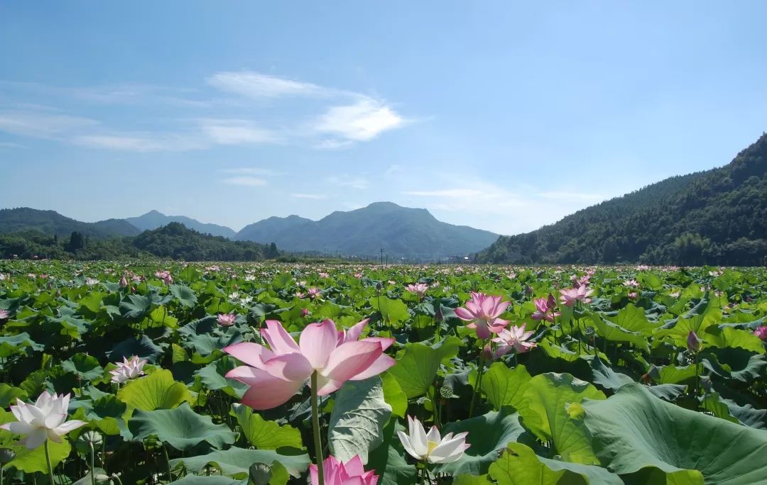 这个节龙游年年过今年的花头精特别多快来嗨
