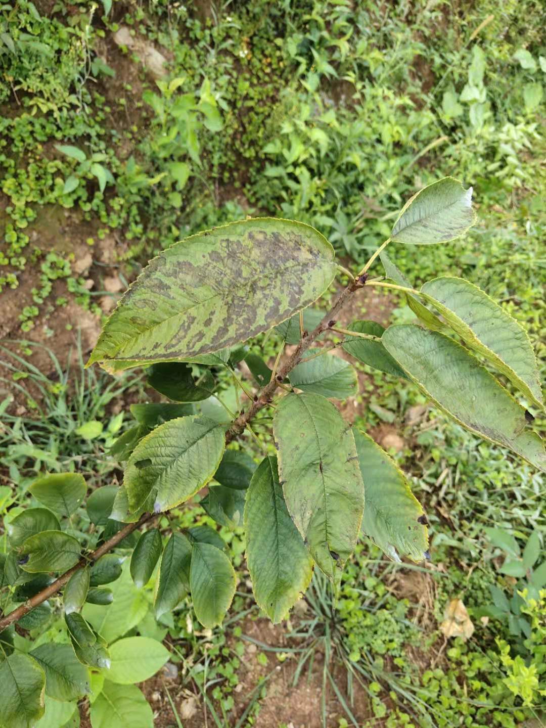樱桃树叶片有很多斑点还有穿孔的症状,是褐斑病还是穿孔病?