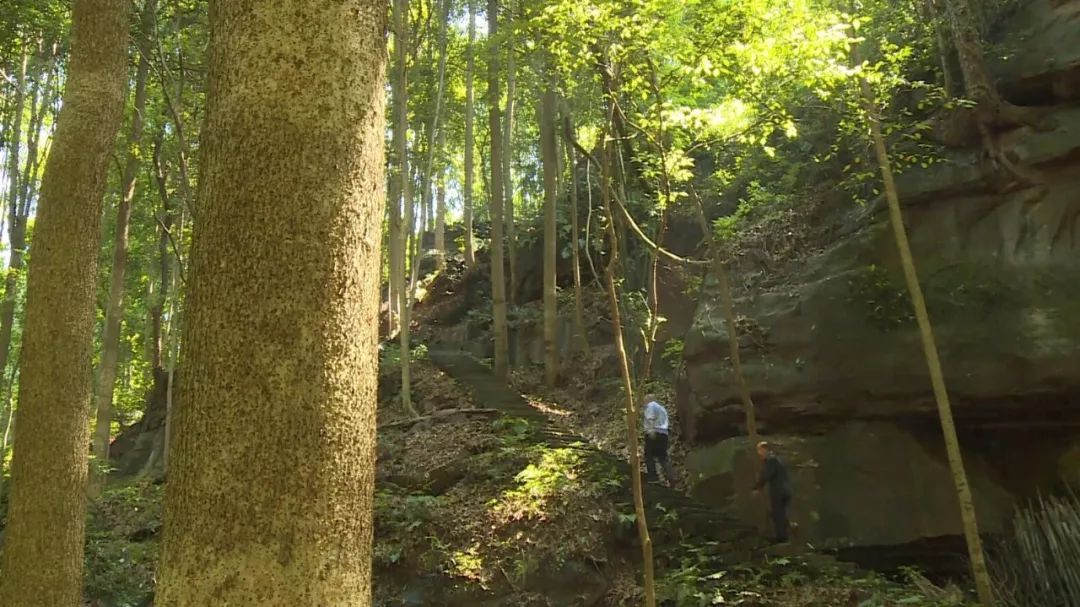 千亩珍贵楠木林藏身大足树龄百年以上有2万余棵