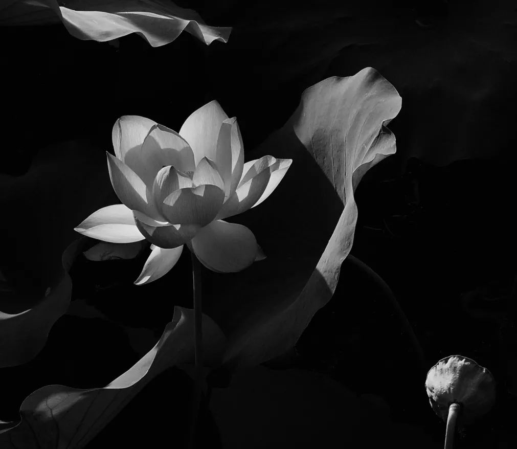 河南摄影网2019第二季度佳作入选作品二