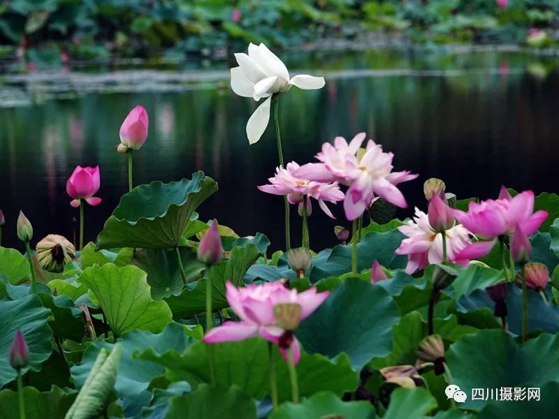 荷花摄影大赛作品分享林敏一莲幽梦