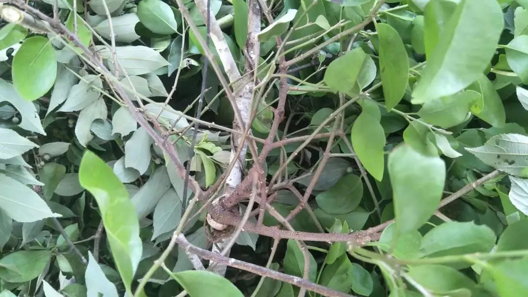 每周优选24源自深山祛暑暖心白沙野生寄生凉茶立减5元