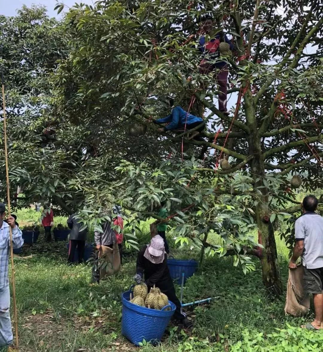 爱上榴莲现在是最好的时机