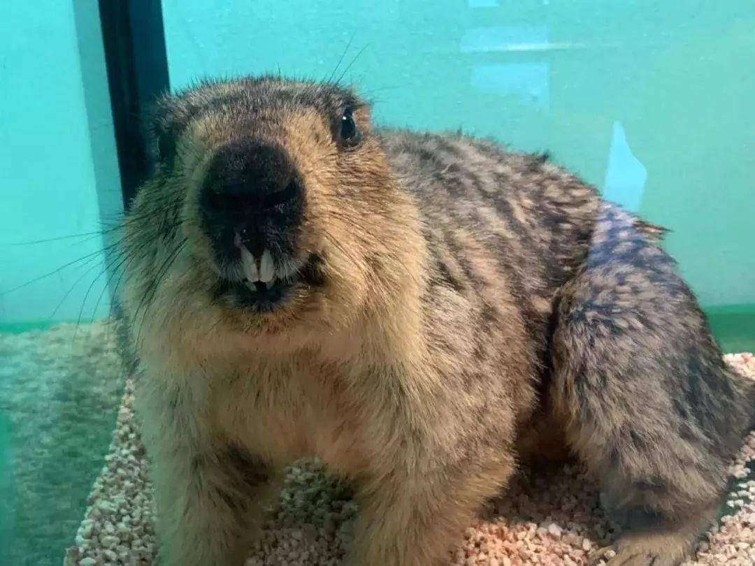 爱好:发呆!△学名:鼧鼥(tuoba).