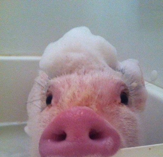 超可爱的小萌猪,看完让人爱不释手!