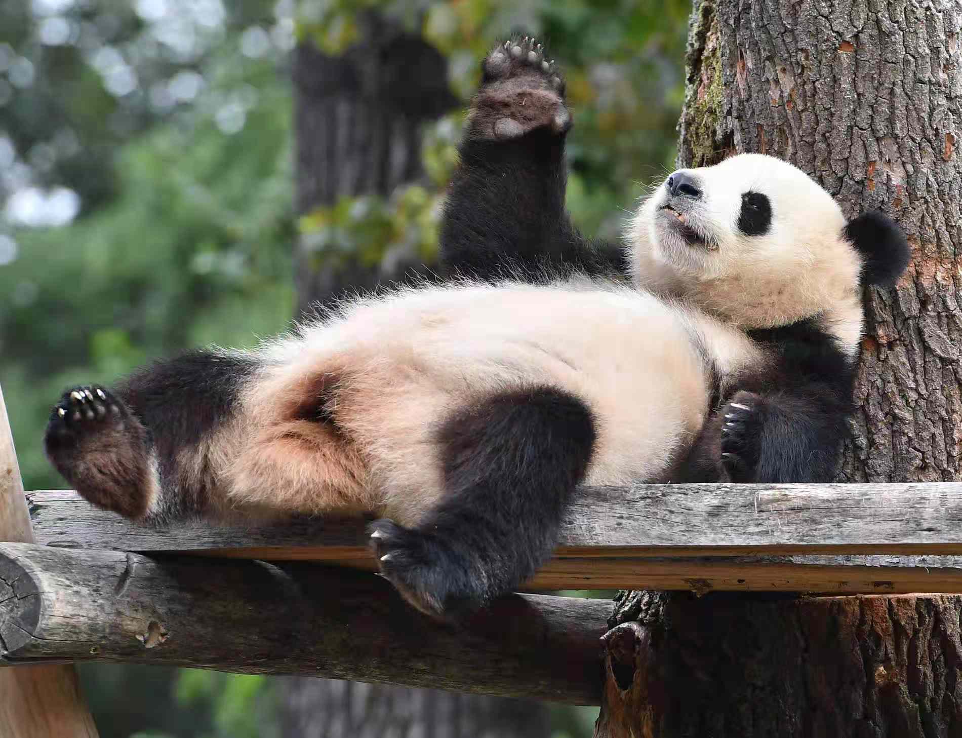 德國柏林動物園大熊貓夢夢有可能已懷孕