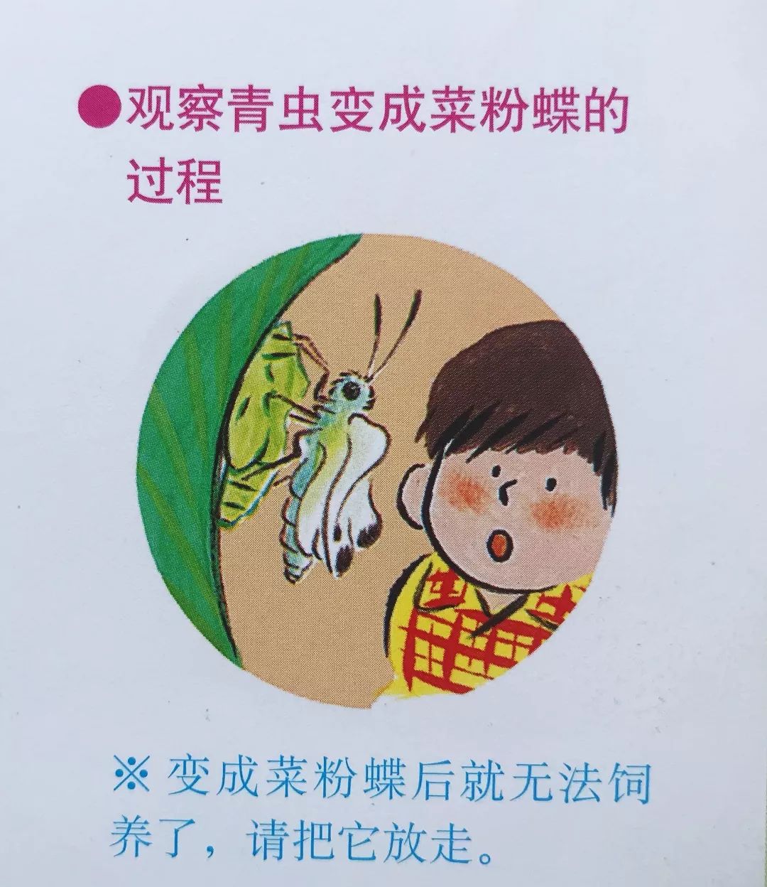 变身魔术师菜粉蝶