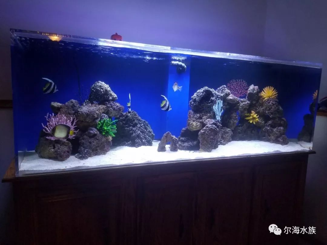 fot海缸还要加藻缸吗,海缸fot可以不换水吗,海水纯鱼缸fot配置_大山谷图库