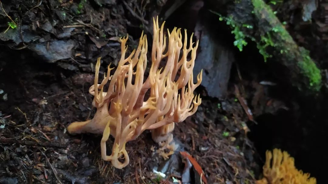云端来信09:在高黎贡吃野生菌,会看到跳舞的小人吗?