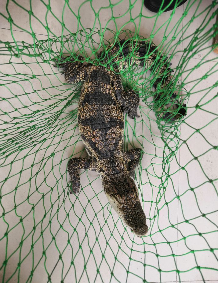 当涂居民屋顶惊现一米多长鳄鱼,抓捕过程曝光!_暹罗