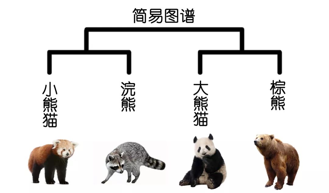 熊猫怎么分辨公母图片图片