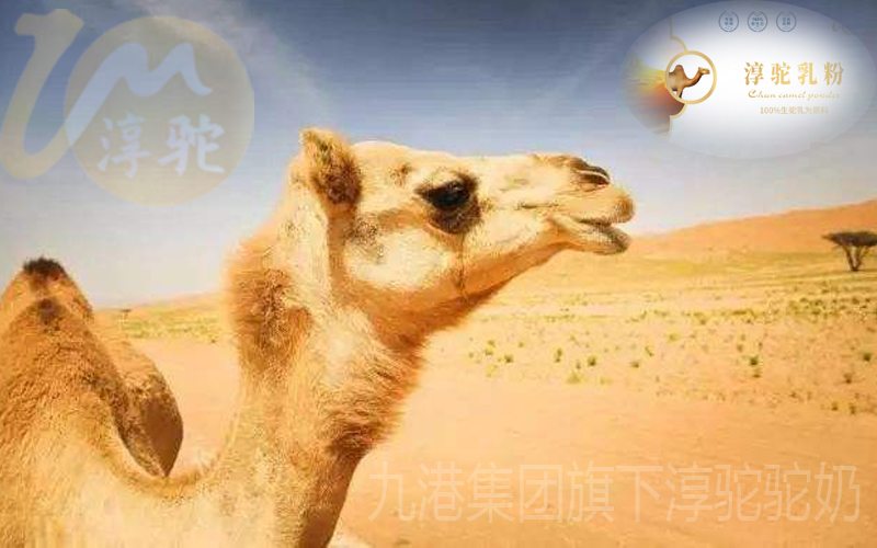 带你了解沙漠萌宠神奇的骆驼之珍稀的淳驼驼奶
