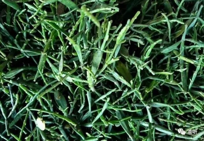 除了产量少以外,螃蟹脚的采摘也十分困难,因此螃蟹脚比冬虫夏草更为