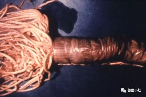 寄生虫童年的味道