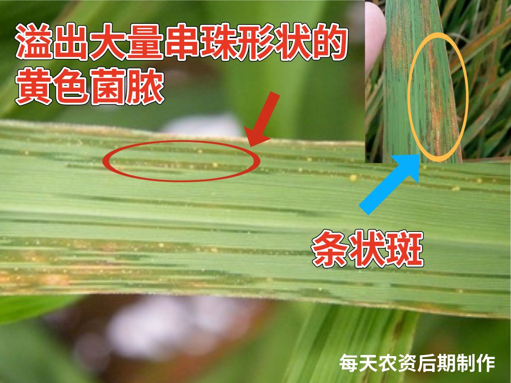 还有10天水稻马上破口期7大病虫重点预防