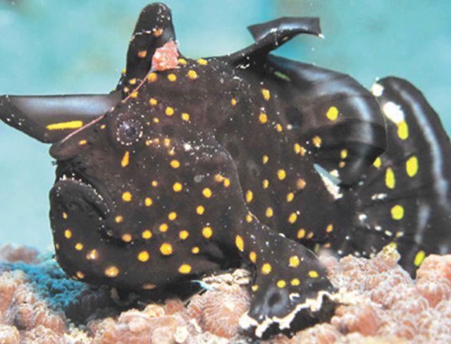 躄鱼是伪装大师,它们可以使用各种类型的伪装来躲避掠食者和靠近猎物.