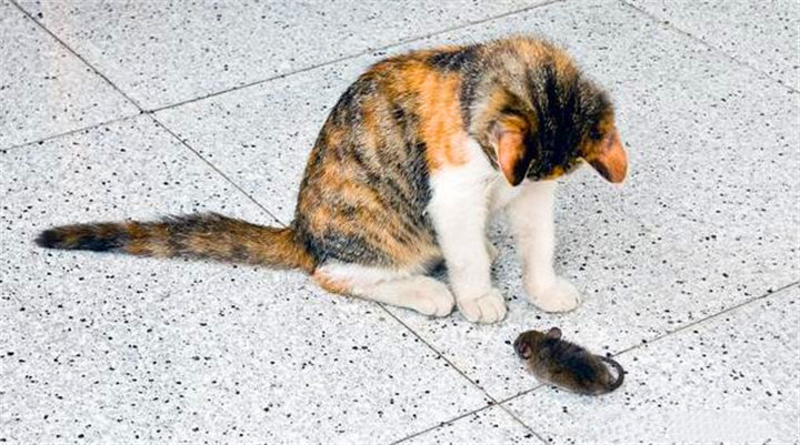 宠物猫真的不会抓老鼠吗看了你就知道