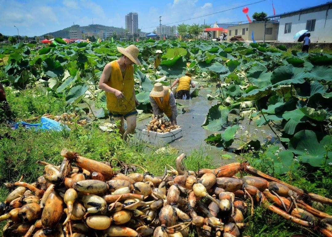 2,莲藕一身是宝,藕节也别乱丢