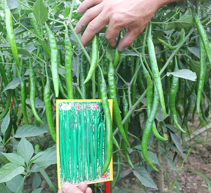 改良型辣丰三号线椒