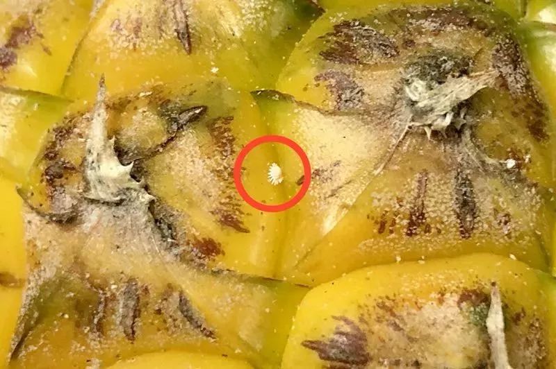 菠萝虫子长什么样子图片