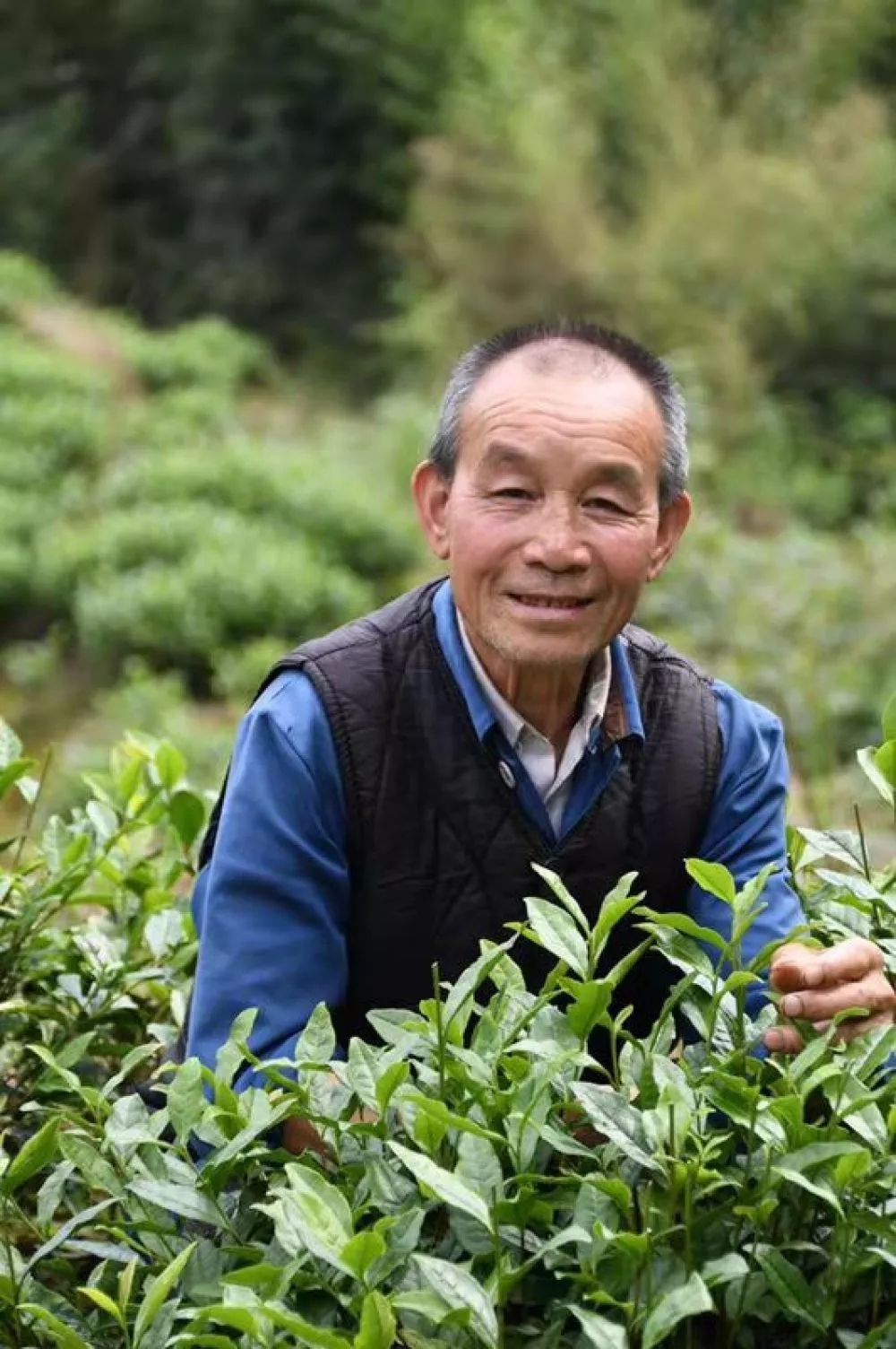 74岁的茶农蔡化行今年采茶季后挣了4万多元,乐开了花.