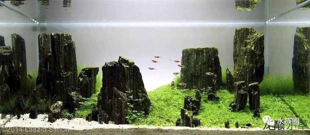 此木非彼木经典的木化石造景合集