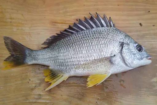 开港买鱼叫不出名字怎么办海鲜俗称与学名这里全都有